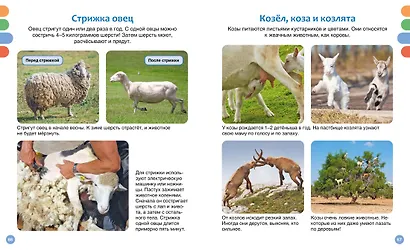 Полезные машины и животные фермы - фото 11