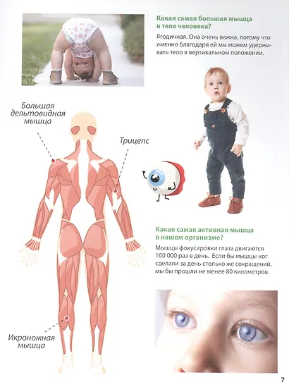 ПЕРВАЯ ДЕТСКАЯ ЭНЦИКЛОПЕДИЯ. ВСЁ О ТЕЛЕ ЧЕЛОВЕКА МАЛЫШАМ - фото 4