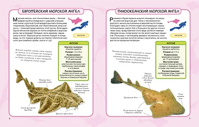 Акулы и скаты - фото 3