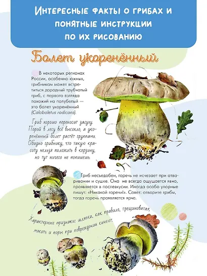 Грибы в лесу - фото 5