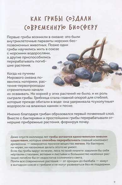 Грибы. Атлас-определитель - фото 4