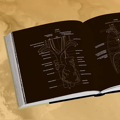 Анатомия в черном. Медицинский атлас для любителей роскоши и стиля - фото 13