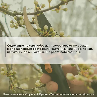 Энциклопедия садовой обрезки - фото 5