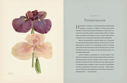 Ботаника для садоводов - фото 8