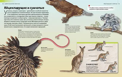 Удивительный мир животных - фото 6