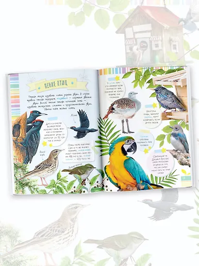 Птицы - фото 5