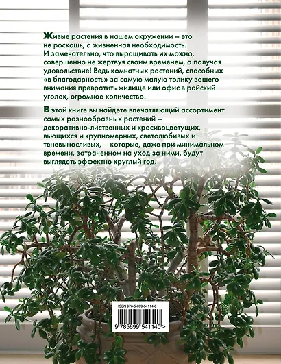 Самые красивые и неприхотливые комнатные растения - фото 2