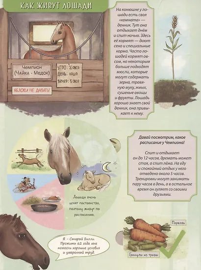 Энциклопедия с окошками (ЦК) Моя первая книга о лошадях - фото 3