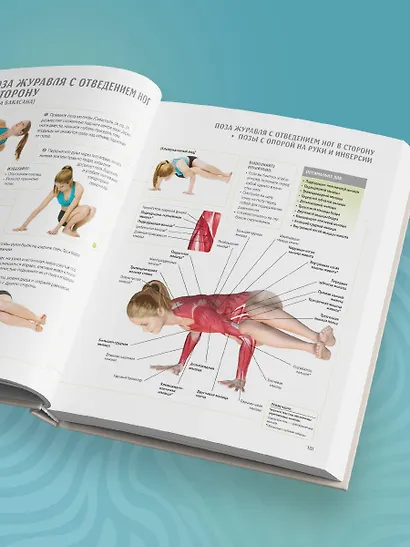 Анатомия йоги. 50 главных асан с анатомическими иллюстрациями, для начинающих и продвинутых - фото 11