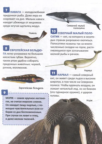 Энциклопедия российского школьника. Подводный мир. 250 фактов - фото 4