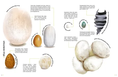 Самые удивительные животные в натуральную величину - фото 13