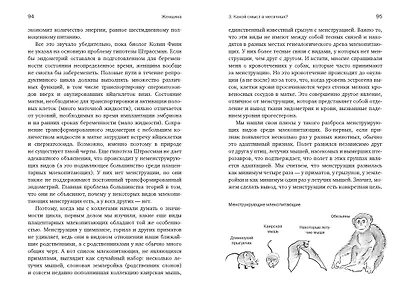 Женщина: эволюционный взгляд на то, как и почему появилась женская форма - фото 12