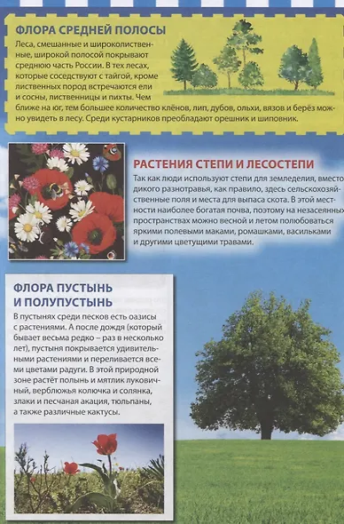 Растительный мир России - фото 6