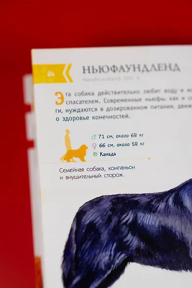 Породы собак. Определитель - фото 11