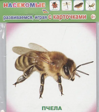 Обучающие карточки. Насекомые - фото 1