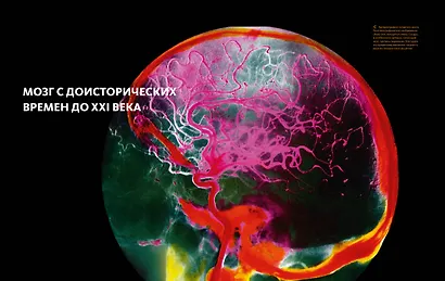 Большой атлас мозга - фото 3