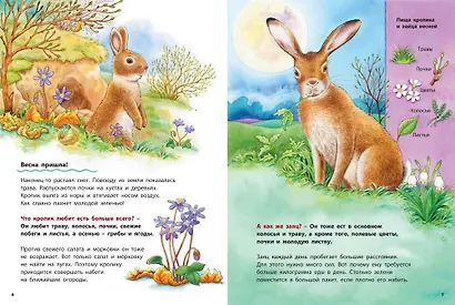 Как живут кролики и зайцы. Познавательные истории - фото 3