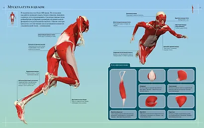 Иллюстрированный атлас. Анатомия человека - фото 10