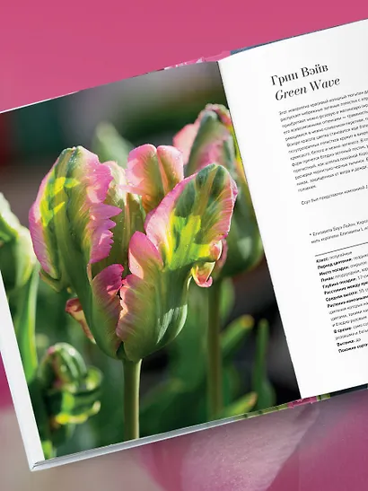 Тюльпаны. Великолепные цветы для дома и сада - фото 12