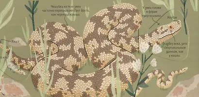 Животные снаружи и внутри - фото 5