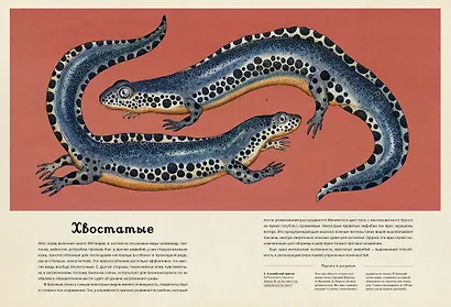 Анималиум - фото 11