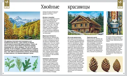 Мир леса - фото 5