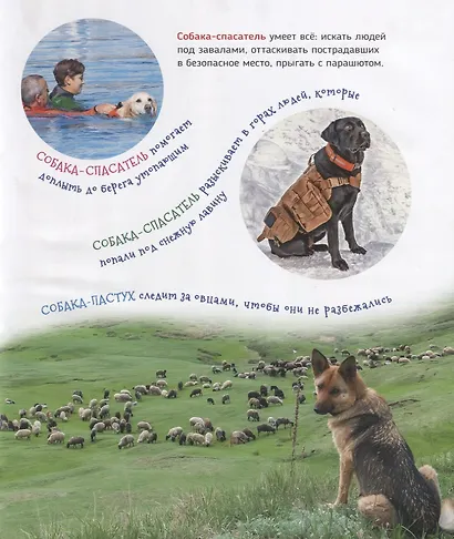 Домашние питомцы - фото 5