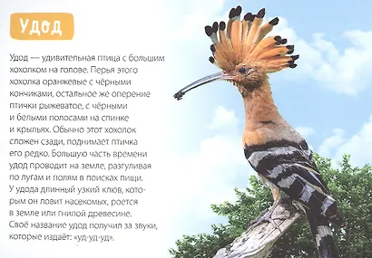 Обучающая книга «Птицы» - фото 2