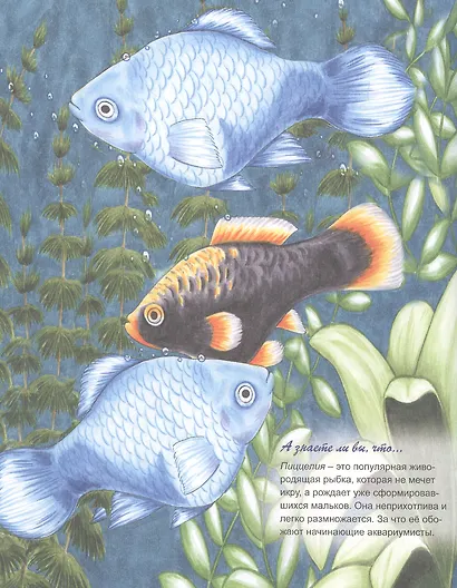 Аквариумные рыбки - фото 2