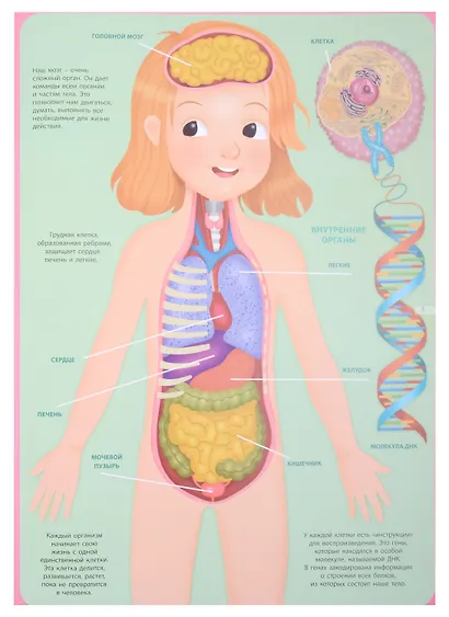 Первый атлас для детей. Тело человека - фото 3