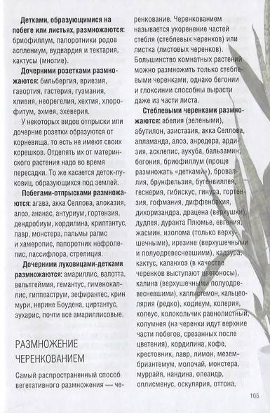 Все о комнатных растениях - фото 7