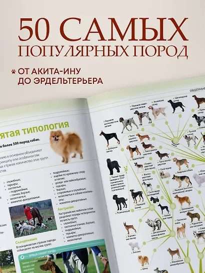 Собаки. Подарочная иллюстрированная энциклопедия (новое оформление) - фото 4