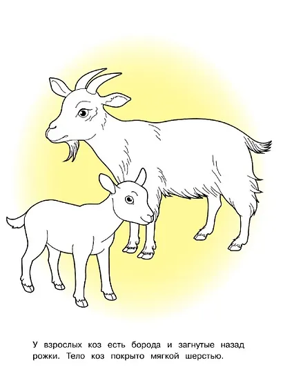 Домашние животные. Окружающий мир. Раскраска - фото 3