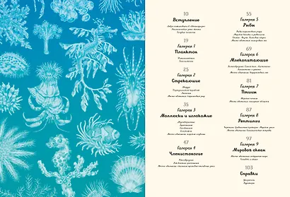 Океанариум - фото 8