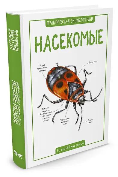Насекомые - фото 2