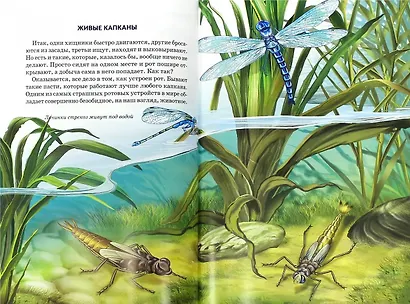 Хищники. Школьный путеводитель - фото 3