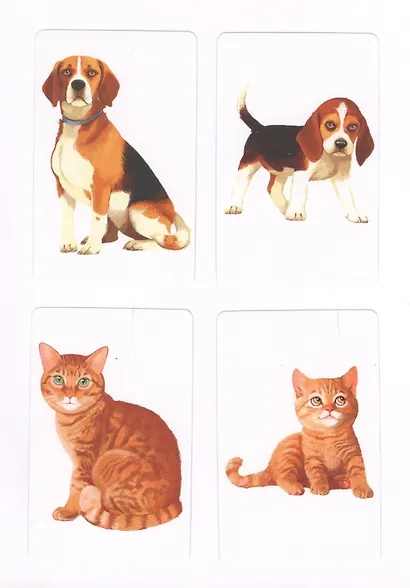 Чей малыш Развивающие карточки (17-4107) (3+) (коробка) - фото 2