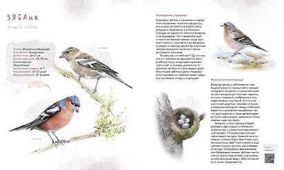 Птицы в городе. Где найти и как узнать - фото 5