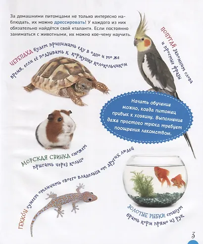 Домашние питомцы - фото 4