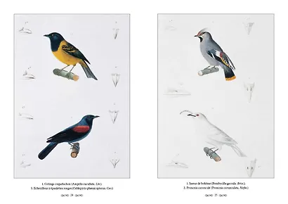 Царство животных. Позвоночные. Птицы - фото 4