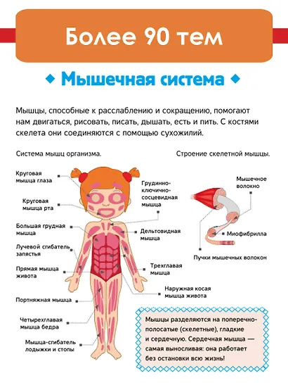 Тело человека - фото 4