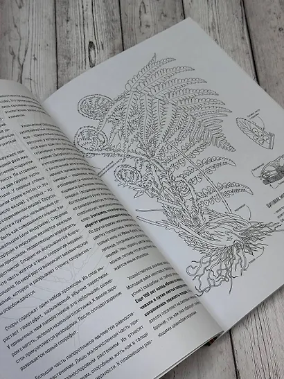 Ботаника. Атлас-раскраска - фото 6