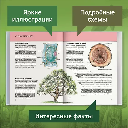 Растения. Полная энциклопедия: Мир растений в интересных фактах и красочных иллюстрациях - фото 5