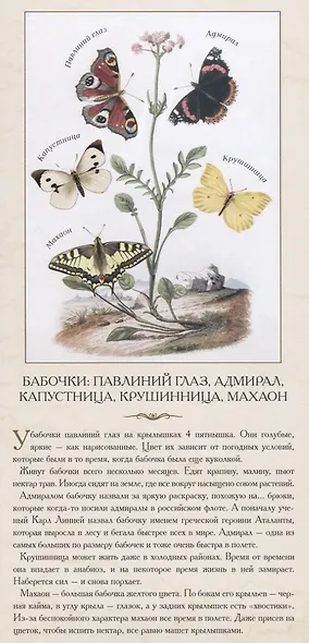 Насекомые. …В розе пышной и пахучей, нежась, спит блестящий жук - фото 4