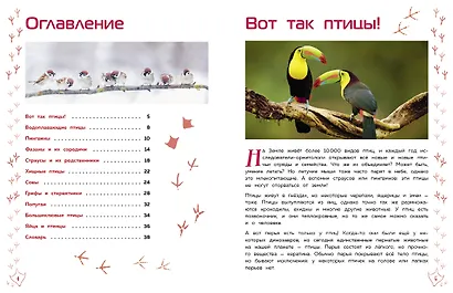 Птицы - фото 4