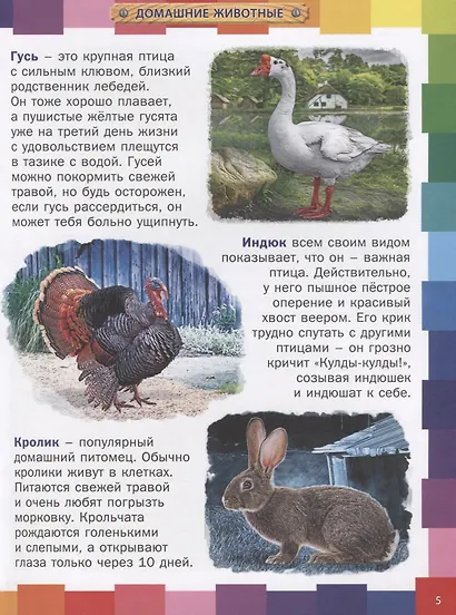 Животные мира.Энциклопедия для самых маленьких - фото 4