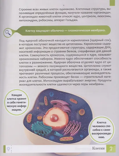 Тело человека: энциклопедия - фото 3