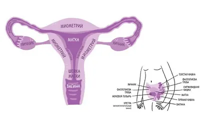 Эндометриоз. Как разобраться в причинах, распознать симптомы и позаботиться о себе в повседневной жи - фото 4