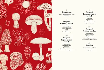 Грибариум - фото 12