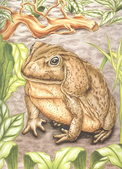 Таинственные пресмыкающиеся и земноводные - фото 2